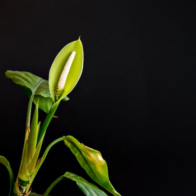 Mooie Aglaonema Modetum Schott-bloem op zwarte achtergrond