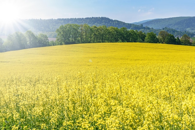 Mooie agrarische achtergrond bloeiende canola op een zonnige dag tegen een achtergrond van groene bomen en een blauwe lucht