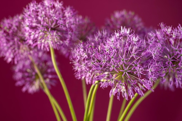 Mooie alliumbloem tegen een paarse achtergrond. Allium of gigantische ui decoratieve plant op een banner met bloementhema.