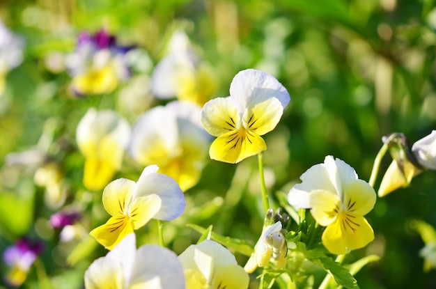 Mooie altviolen bloeien in de moestuin