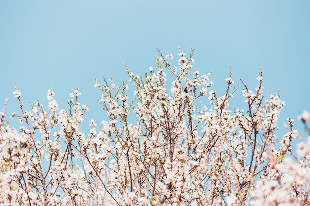 Mooie amandelbloemen in de boom met blauwe hemel erachter in de lente