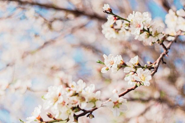 Mooie amandelbloemen in de boom met blauwe hemel erachter in de lente