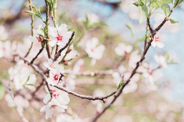 Mooie amandelbloemen in de boom met blauwe hemel erachter in de lente