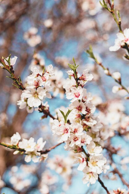 Mooie amandelbloemen in de boom met blauwe hemel erachter in de lente