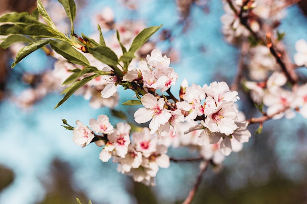 Mooie amandelbloemen in de boom met blauwe hemel erachter in de lente