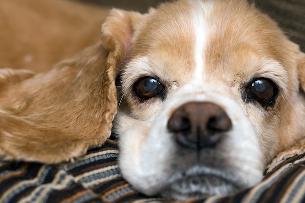 Mooie Amerikaanse Cocker Spaniel, close-up