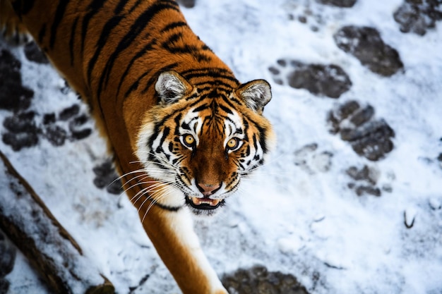 Mooie amoer-tijger op sneeuw tijger in winterbos