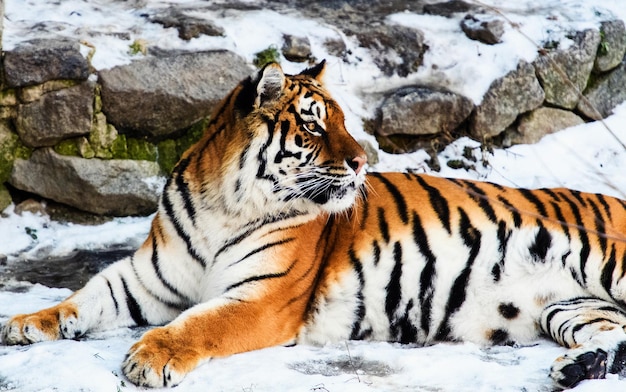 Mooie Amoer-tijger op sneeuw Tijger in winterbos