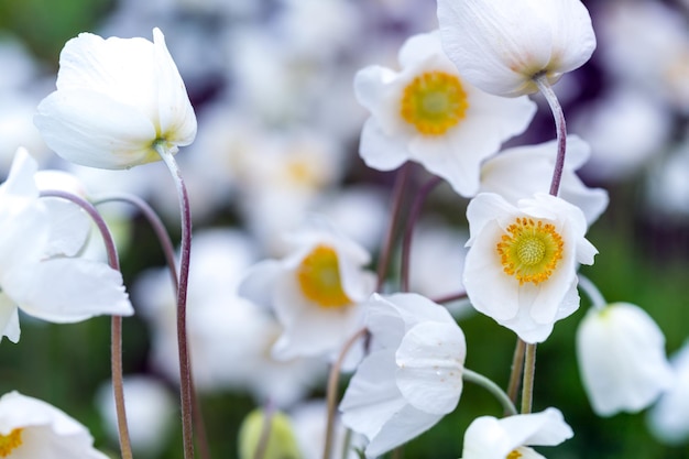 Mooie anemoon in de tuin