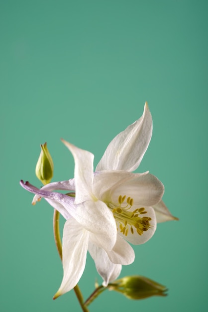 Mooie aquilegia glandulosa bloemen tegen een achtergrond kleur bloemenbehang met aquilegia fl