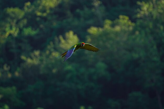 Mooie ara vogel vliegende hemel in landelijk gebied