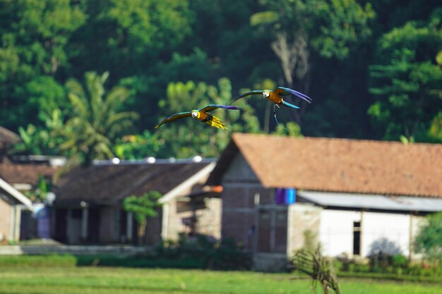 Mooie ara vogel vliegende hemel in landelijk gebied