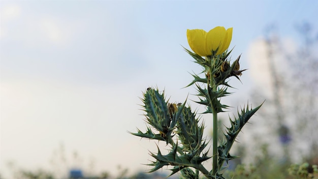 Mooie Argemone Mexicana bloem Bermuda distel kateri ka phool etc