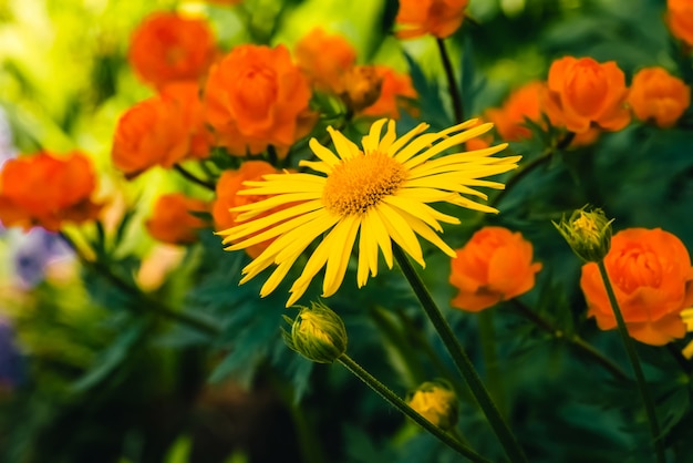 Mooie arnica dichte groeit op achtergrond van warme globeflowers met exemplaarruimte