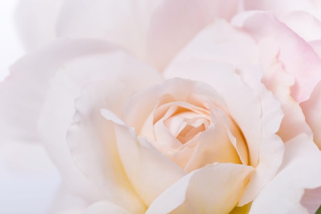 Mooie aromatische frisse bloeiende tedere roze roos textuur close-up weergave romantische achtergrond