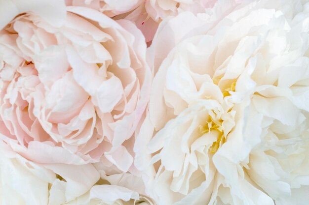 Mooie aromatische verse bloeiende tedere roze pioenrozen textuur close-up bekijken Romantische achtergrond