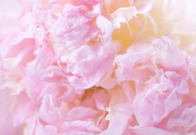 Mooie aromatische verse bloeiende tedere roze pioenrozen textuur close-up weergave