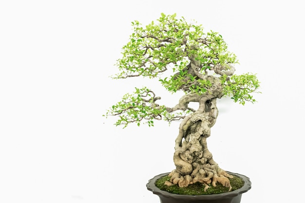 Mooie artistieke bonsai op een witte achtergrond