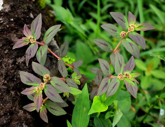 Foto mooie astma-plant, euphorbia hirta