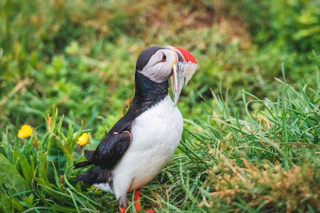 Foto mooie atlantische papegaaiduikervogel of fratercula arctica met zandspiering in bek die zich op het gras door kustlijn in noord-atlantische oceaan in ijsland bevindt