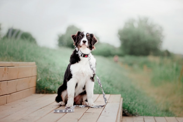 Foto mooie australische herder australische hond