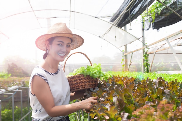 Mooie Aziatische vrouw het plukken saladegroenten in hydroponicslandbouwbedrijf