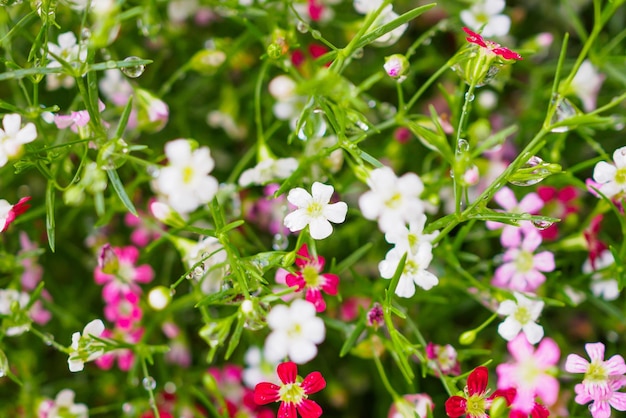 Mooie Babysbreath gypsophila bloemen op groene weide met waterdruppels