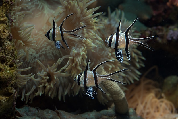 Mooie Banggai-kardinaalvis bij het koraalrif