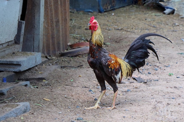 Mooie Bantam-mannetje dat op de grond staat in een binnenlandse boerderij. Dierlijk en buitenconcept.