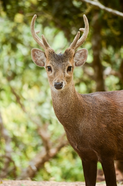 Mooie Bawean-herten die zich in natuurlijke habitat bevinden