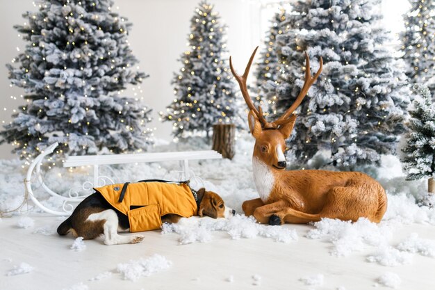 Mooie beagle hond poseren zit naast de kerstboom De beagle ligt in de buurt van de hertenhond in de sfeer van het nieuwe jaar