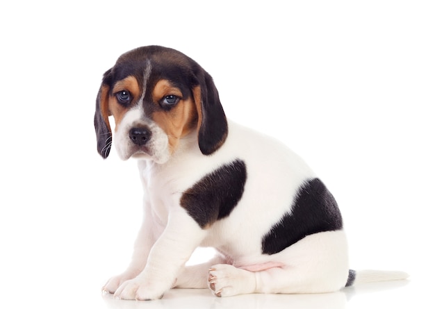 Mooie beagle puppi bruin en zwart