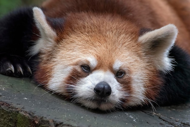 Mooie beelden van een rode panda