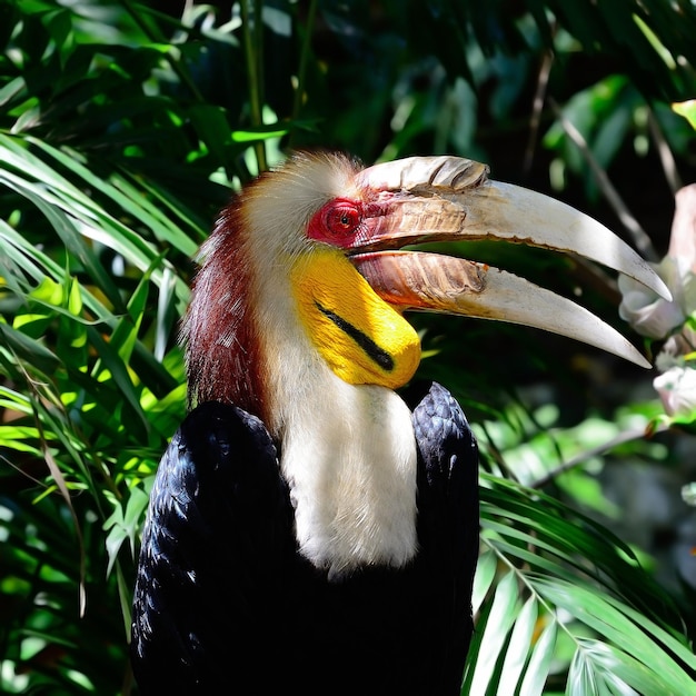 Mooie beelden van Hornbill Bird voor behang of thema