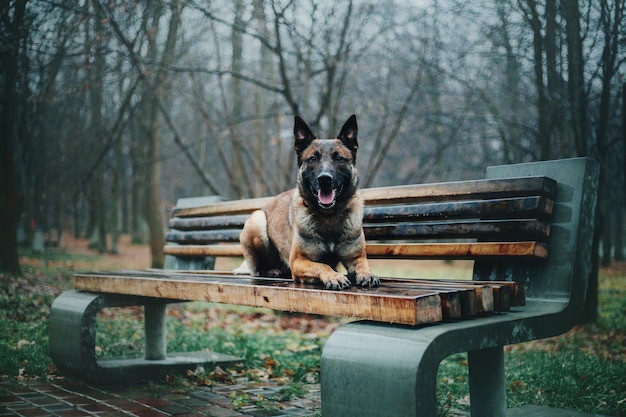 Mooie Belgische herder Malinois hond aan kust. Zand, water en lucht.