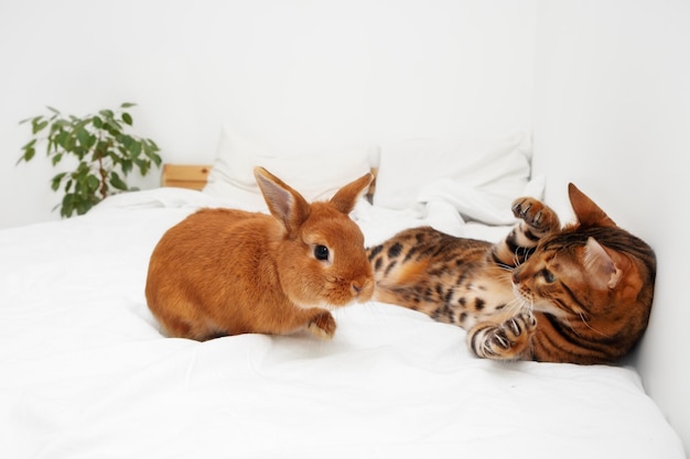 Mooie bengaalse kat en decoratief konijn liggend op witte deken op bed in modern scandinavisch interieurrelatie tussen huisdierenhuisdierenkopieer ruimte