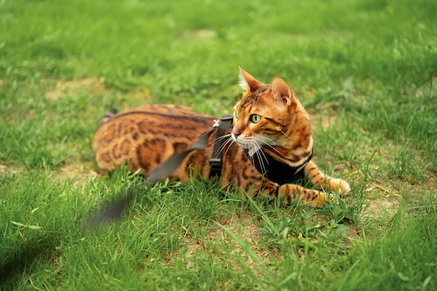 Mooie Bengaalse kat met groene ogen die buiten in het gras ligt aan een leiband, wandelende huisdierpromenade op een ha