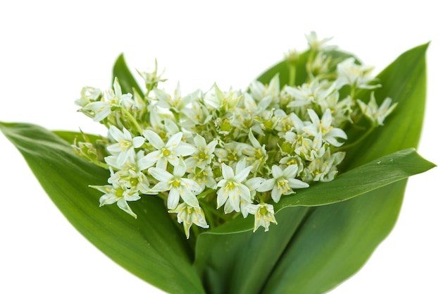 Mooie berg narcissen geïsoleerd op white