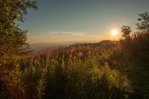 Mooie bergweide bij zonsondergang. Natuurlijk zomerlandschap, aanplant van wilgenkruid