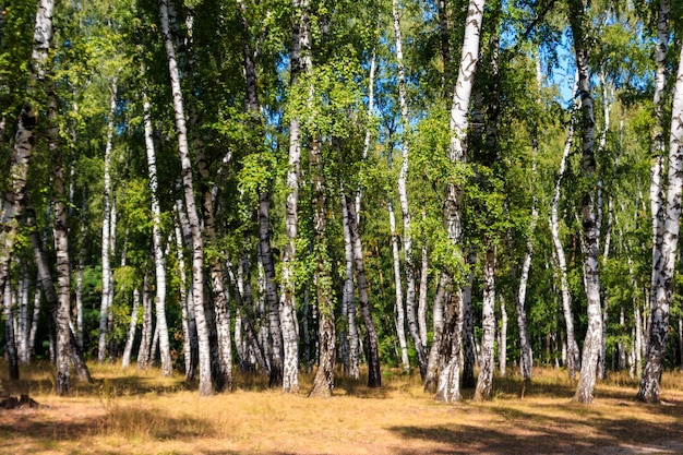 Mooie berkenbomen in berkenbos in de zomer