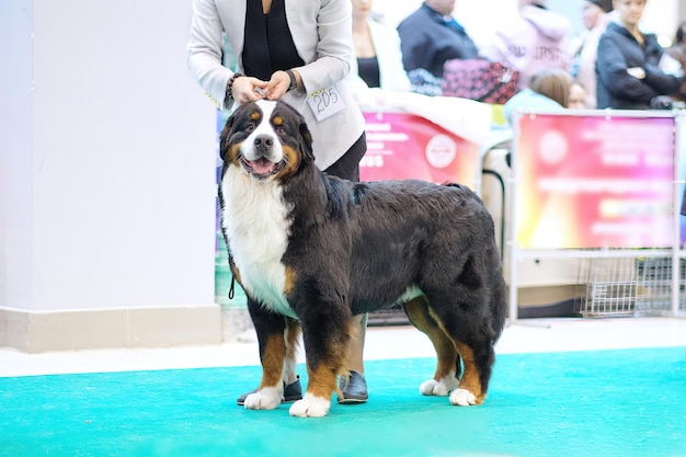 Mooie Berner Sennenhond op de show kijkt naar de camera