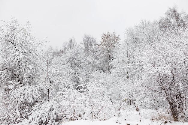 Mooie besneeuwde bossen landschap Bomen bedekt met sneeuw frosty winterlandschap Winter background