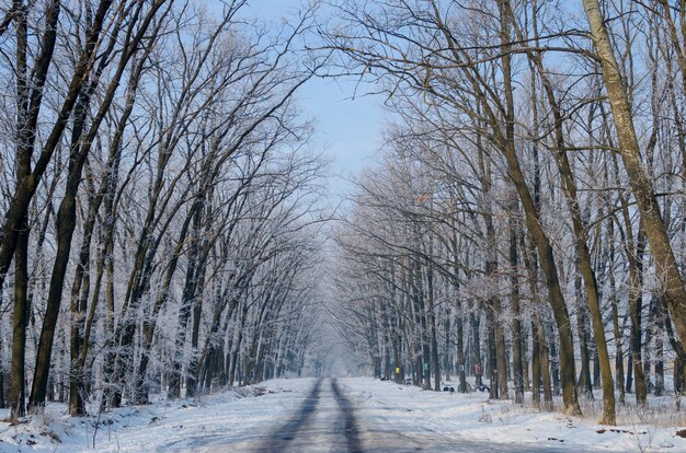 Mooie besneeuwde weg. hoge prachtige bomen in sneeuw en vorst