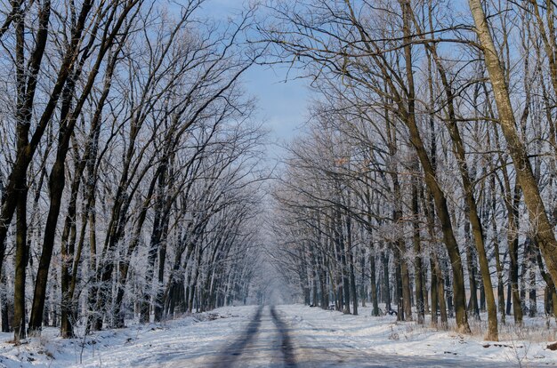 Mooie besneeuwde weg. Hoge prachtige bomen in sneeuw en vorst
