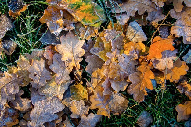 Mooie bevroren eikenbladeren op bevroren gras close-up. Rijp op verdorde bladeren. Eerste herfst bevriezing.