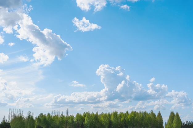 Mooie bewolkte lucht boven populierenbos