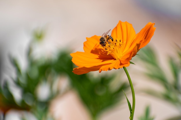 mooie bijen op de bloemen