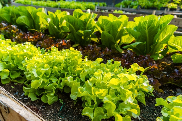 Mooie biologische Butterhead, Mini Cos, groene en rode eikensla of salade moestuin op de grond groeien, oogsten van landbouw.