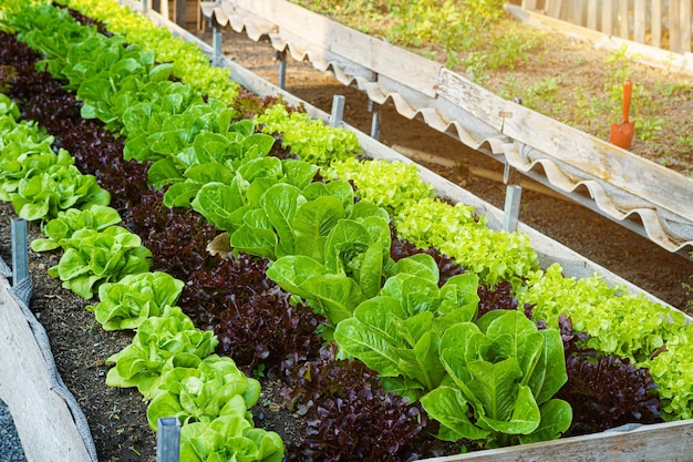 Mooie biologische Butterhead, Mini Cos, groene en rode eikensla of salade moestuin op de grond groeien, oogsten van landbouw.