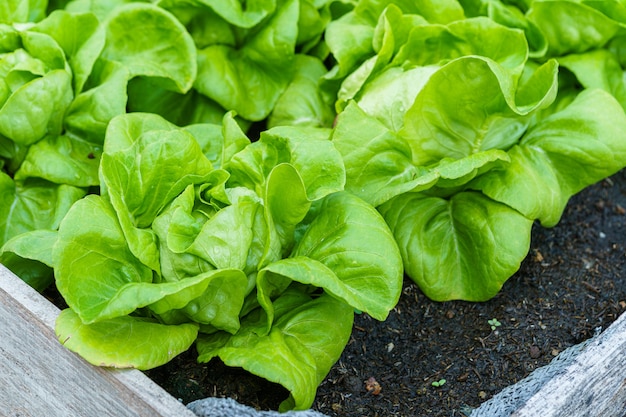 Mooie biologische groene botersla of salade moestuin op de grond groeien, oogsten van agrarische landbouw.